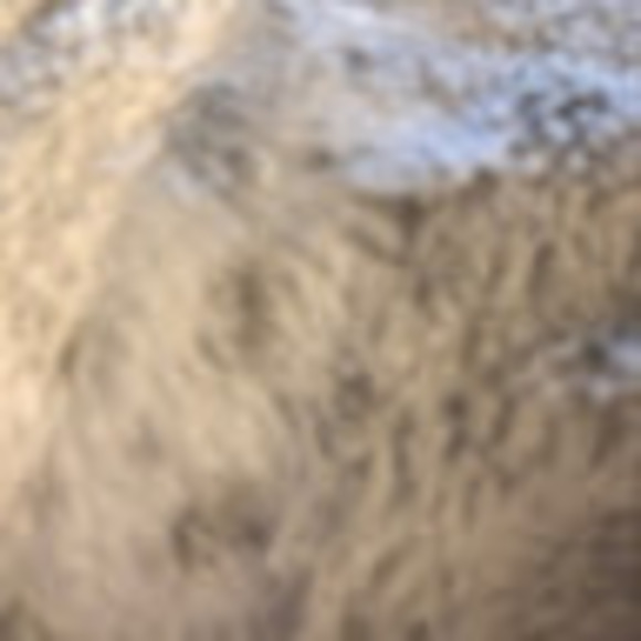 Meet your Posher, Gypsy - Picture 1 of 1